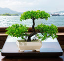 Bonsai Artificial - Vários Modelos